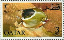 Saddle Butterflyfish (Chaetodon ephippium)