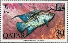 Texas Cichlid (Cichlasoma cyanoguttatum)