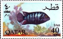Convict Cichlid (Cichlasoma nigrofasciatum)