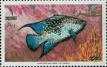 Texas Cichlid (Cichlasoma cyanoguttatum)