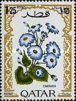 Florist's Cineraria