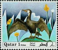 Great Cormorant (Phalacrocorax carbo)