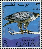 Peregrine Falcon (Falco peregrinus)