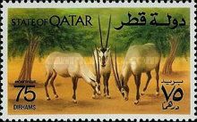 Arabian Oryx (Oryx gazella leucoryx)