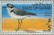 Kentish Plover (Charadrius alexandrinus)