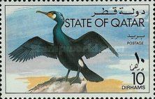 Great Cormorant (Phalacrocorax carbo)
