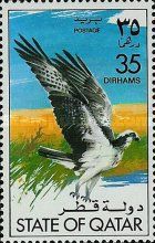 Osprey (Pandion haliaëtus haliaëtus)