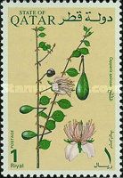 Capparis spinosa
