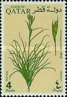 Cymhopogon parkeri