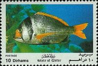 Twobar Seabream (Acanthopagrus bifasciatus)