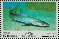 Hooktooth shark (Chaenogaleus macrostoma)