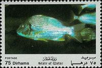 Yellowfin Seabream (Acanthopagrus latus)