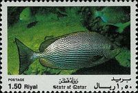 Streaked Spinefoot (Siganus javus)