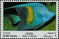 Yellowbar Angelfish (Pomacanthus maculosus)