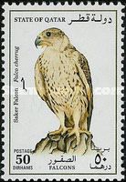Saker Falcon (Falco cherrug)