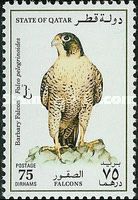 Barbary Falcon (Falco pelegrinoides)