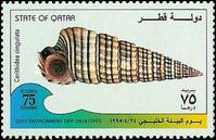 Girdled Horn Shell (Cerithidea cingulata)