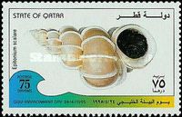 Precious Wentletrap (Epitonium scalare)