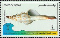 Sea Snail (Fusinus arabicus)
