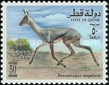 Beira Antelope (Dorcatragus megalotis)