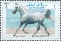 White Arab Horse