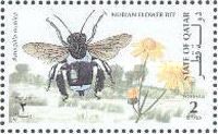 Nubian Flower Bee (Amegilla nubica)