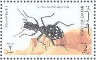 Domino Beetle (Anthia duodecimguttata)