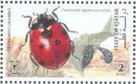 Seven-spot Ladybird (Coccinella septempunctata)
