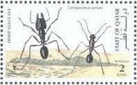 Desert Giant Ant (Camponotus xerxes)