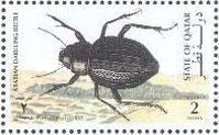 Arabian Darkling Beetle (Pimelia arabica)