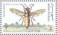 Yellow Digger Wasp (Stizus marnonis)