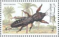 Mole Cricket (Gryllotalpa gryllotalpa)