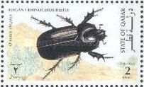 Elegant Rhinoceros Beetle (Oryctes elegans)