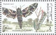 Oleander Hawkmoth (Daphnis nerii)