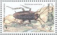 American Cockroach (Periplaneta americana) 