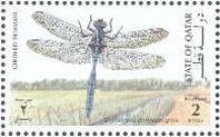Girdled Skimmer (Orthetrum chrysostigma)