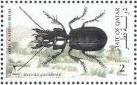 Sabre-toothed Beetle (Scarites guineensis)