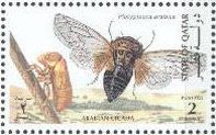 Arabian Cicada (Platypleura arabica)