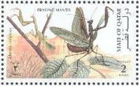 Praying Mantis (Mantis religiosa)