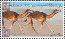 Camels