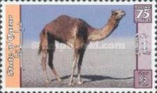 Dromedary (Camelus dromedarius)