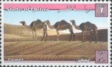 Camels