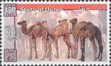 Camels