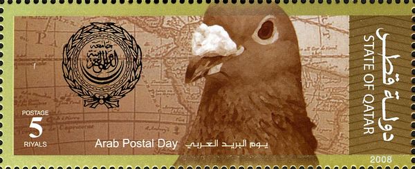 Carrier Pigeon (Columba livia forma domestica)