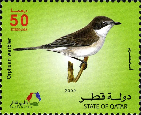 Eastern Orphean Warbler (Curruca crassirostris)