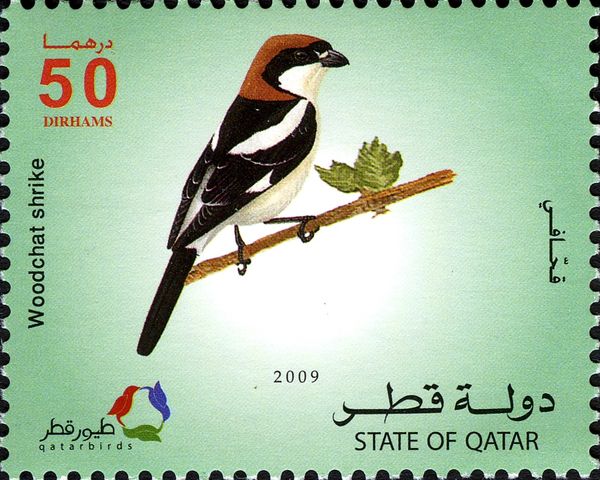 Woodchat Shrike (Lanius senator)