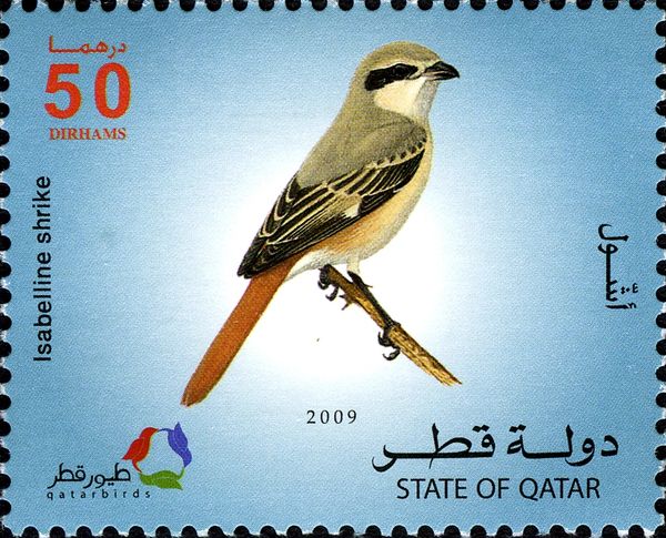 Isabelline Shrike (Lanius isabellinus)