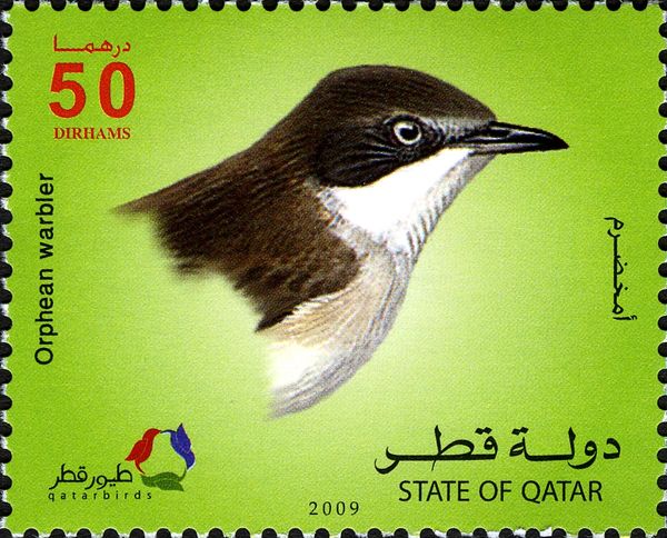 Eastern Orphean Warbler (Curruca crassirostris)