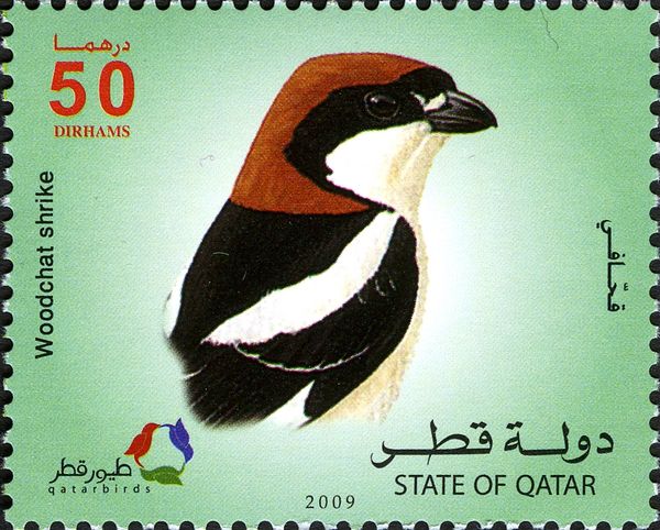 Woodchat Shrike (Lanius senator)