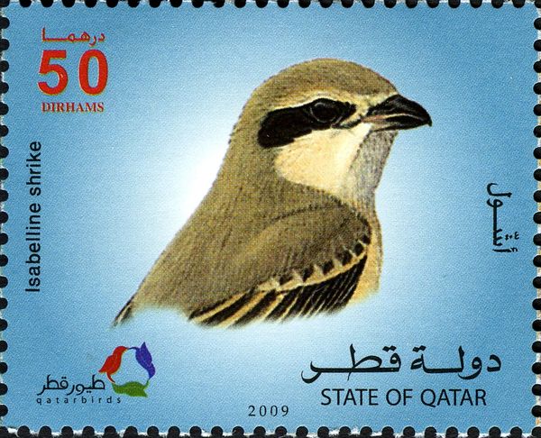 Isabelline Shrike (Lanius isabellinus)